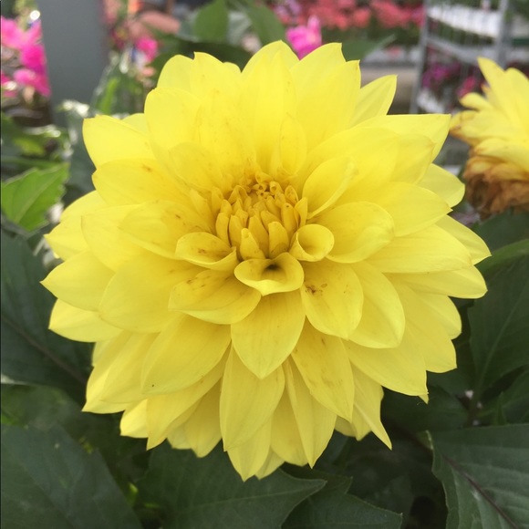 Meet your Posher, Brittany - Picture 1 of 1